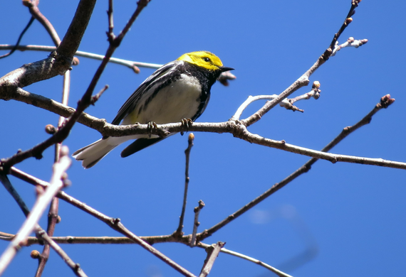 Black-throated Green Warbler by Simon Thompson